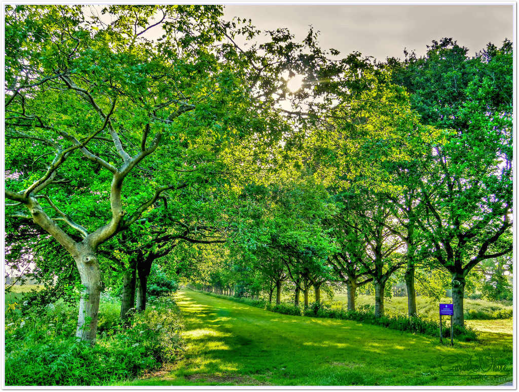 Avenue Of Trees, Great Brington by carolmw