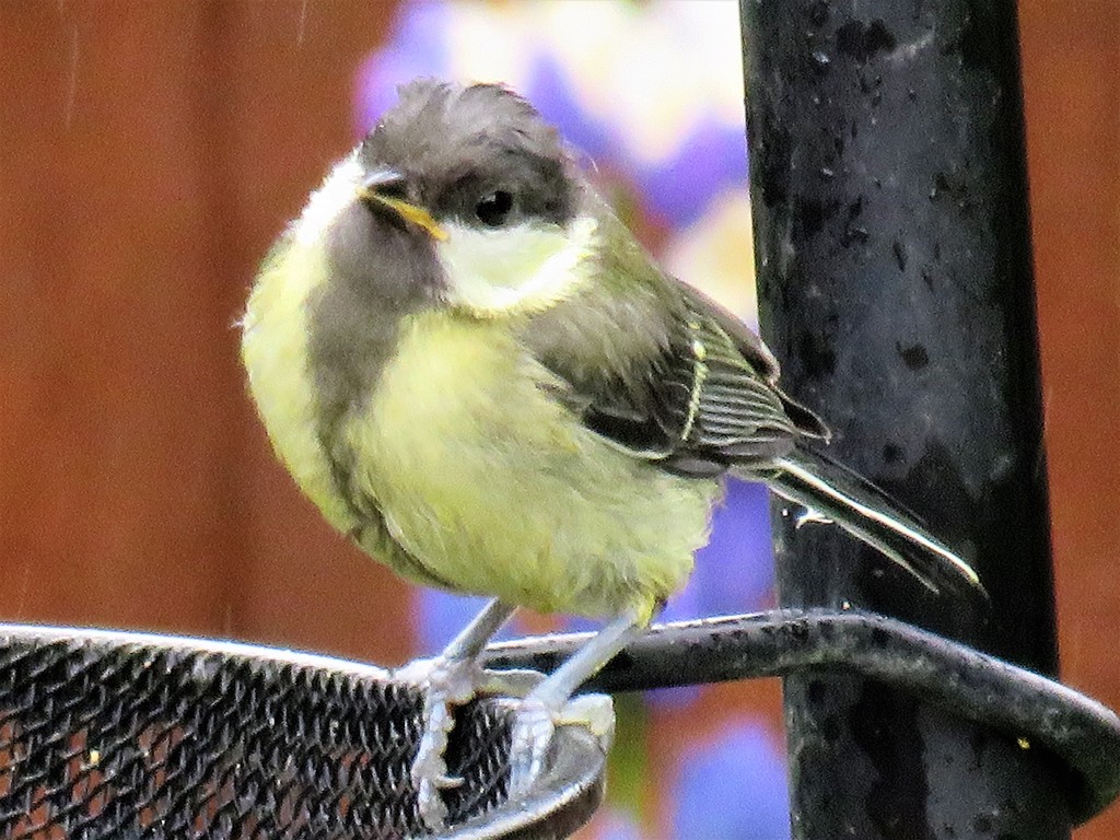 Great Tit Baby by carole_sandford