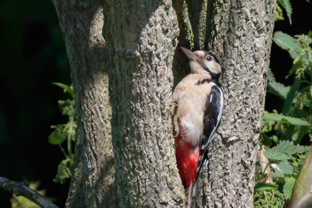 Female Greater Spotted Woodpecker-climbing by padlock