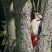 Female Greater Spotted Woodpecker-climbing by padlock