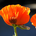 Poppy Petals by seattlite