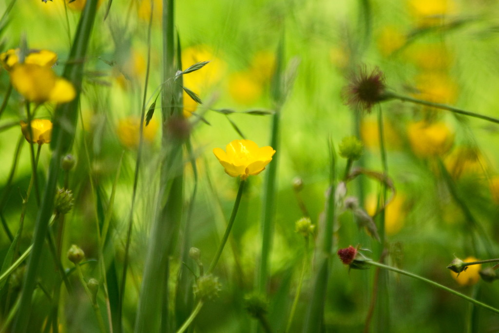 Buttercups by richardcreese