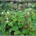 Strawberries in flower and fruit. by grace55