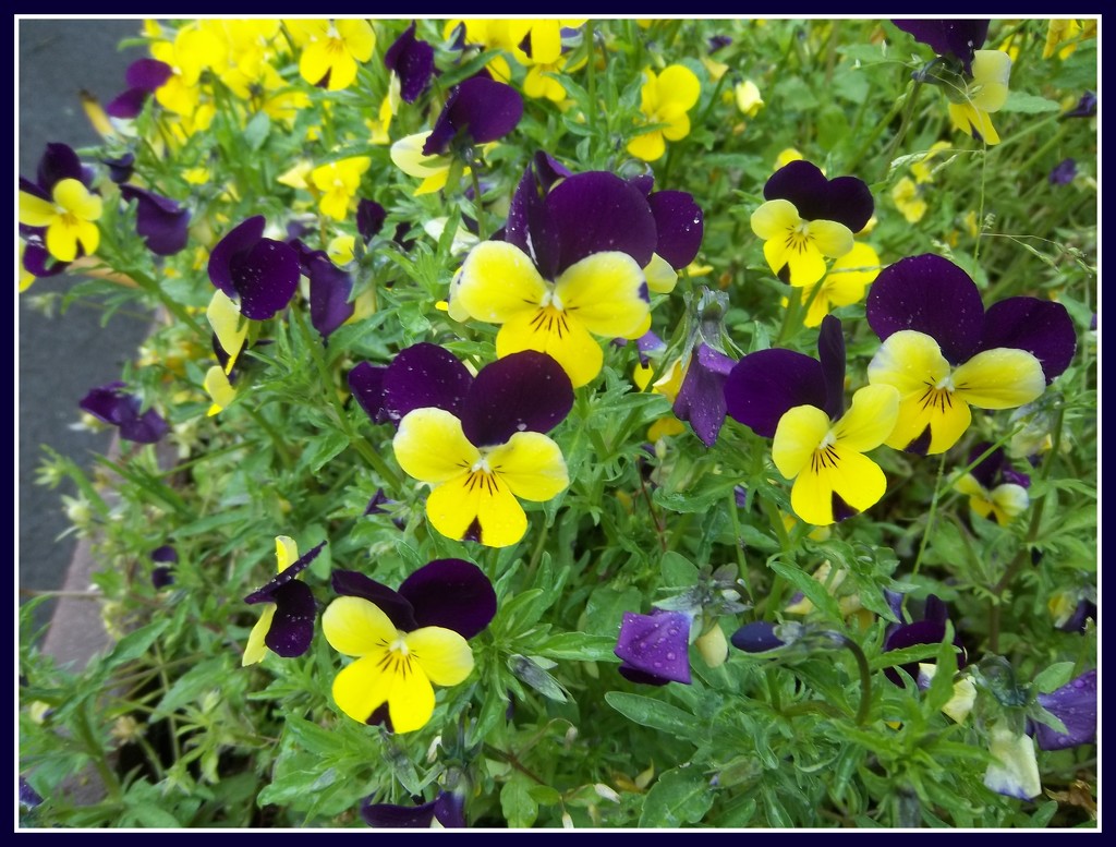 Purple and yellow violas. by grace55