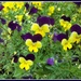Purple and yellow violas. by grace55