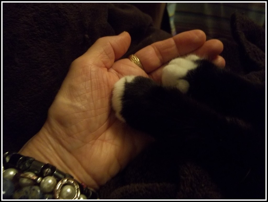 Arthur's paws in my hand. by grace55