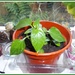Some pepper seedling plants. by grace55