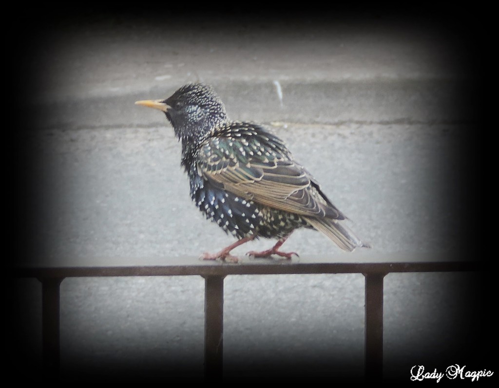 I Startled a Starling by ladymagpie