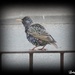 I Startled a Starling by ladymagpie