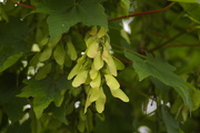 10th Jun 2017 - Sycamore Seeds Starting