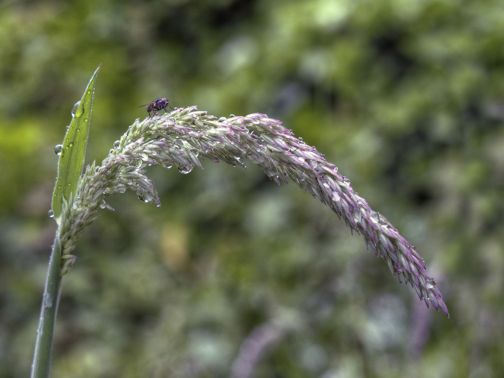 Grass Stalk. by gamelee