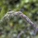 Grass Stalk. by gamelee