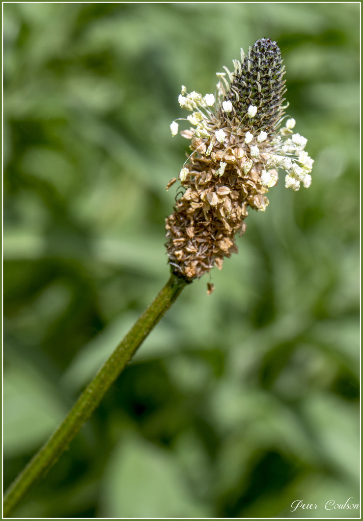 Wild Ribwort by pcoulson