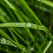 Raindrops in the grass by elisasaeter
