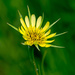 Yellow Salsify by rminer