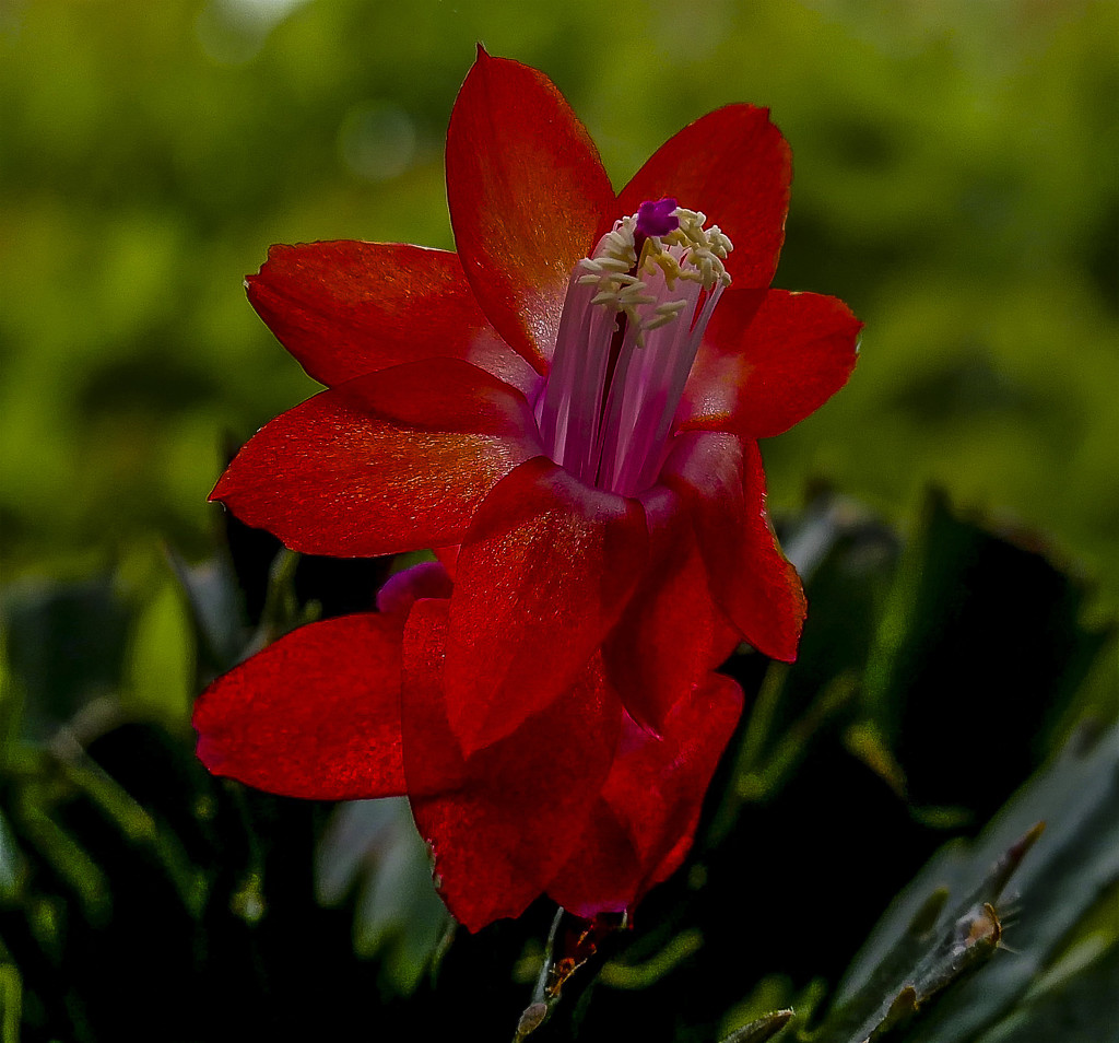 cactus Flower by tonygig