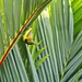 Olive Backed Sunbird by terryliv