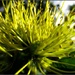 Golden Penda flower by robz