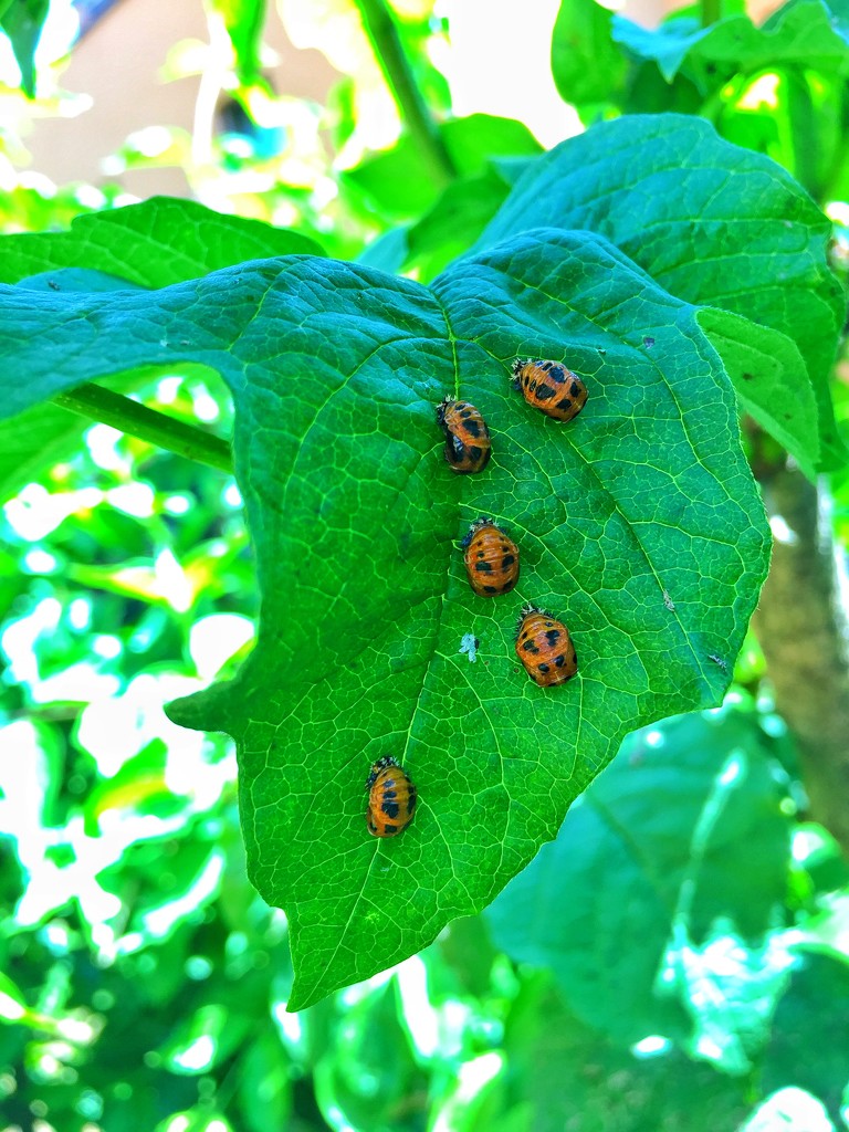 Gang of ladies-bugs  by cocobella