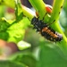 Baby ladybug by cocobella