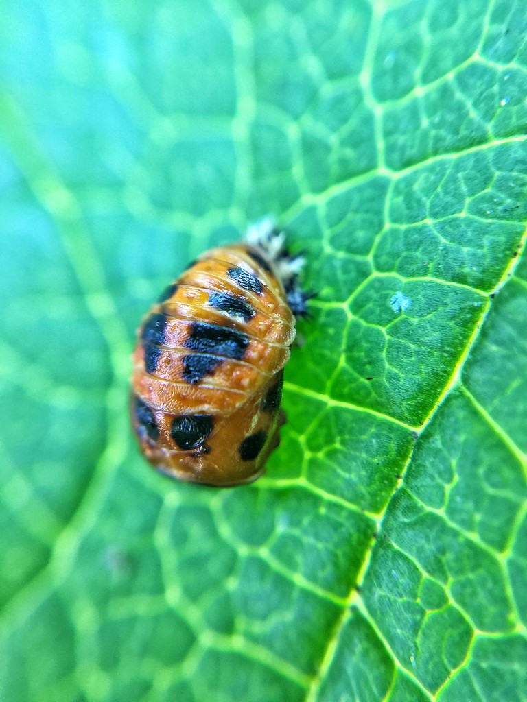 Ladybug in progress.... by cocobella