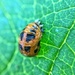 Ladybug in progress.... by cocobella