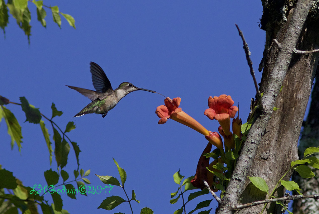 Hummingbird-LHG_8461 by rontu