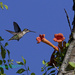 Hummingbird-LHG_8461 by rontu