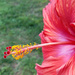 Late evening hibiscus by randystreat
