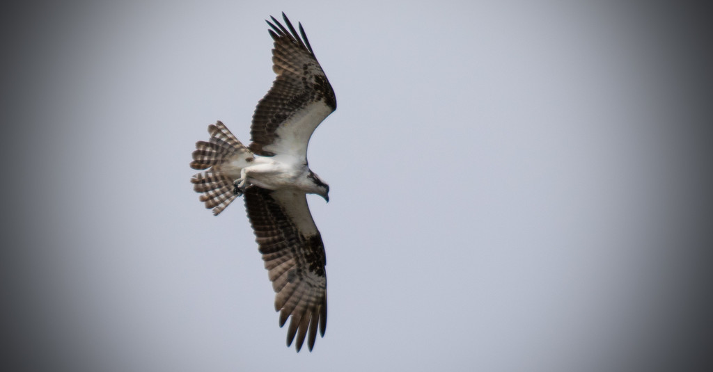 Osprey Searching! by rickster549