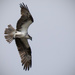 Osprey Searching! by rickster549