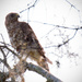 Red Shouldered Hawk Being Attacked! by rickster549