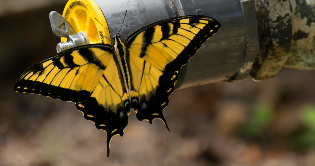 Eastern Tiger Swallowtail on the Water Pipe! by rickster549
