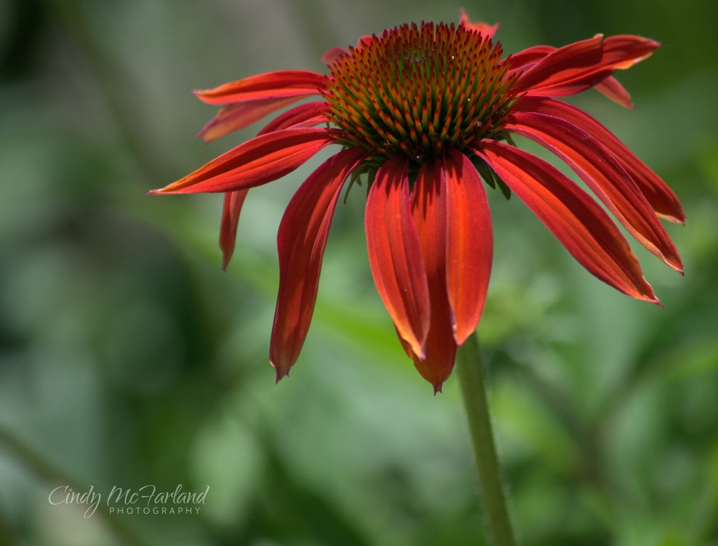 Simply Red by cindymc
