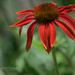 Simply Red by cindymc