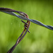 Barbed Wire by 365karly1