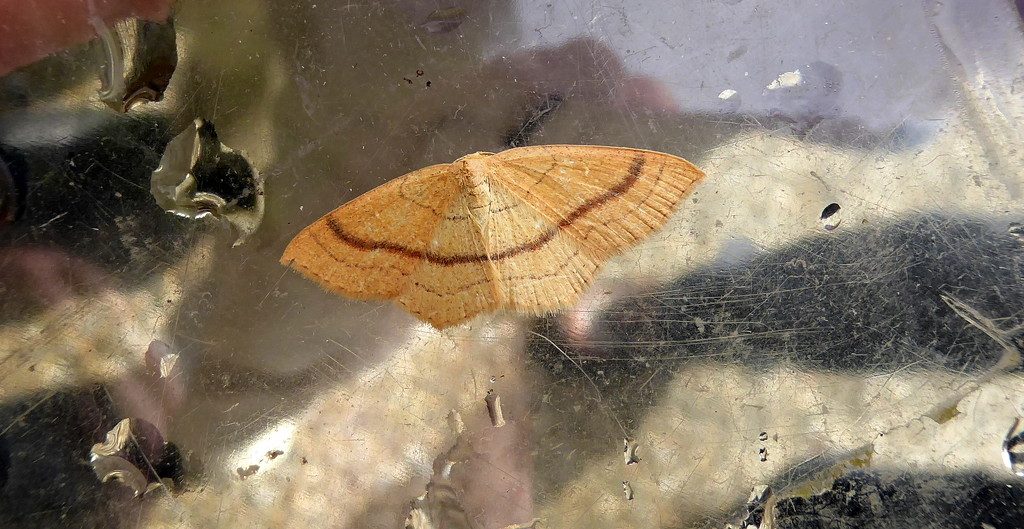 Moths of Wales 4.Clay triple lines  by steveandkerry