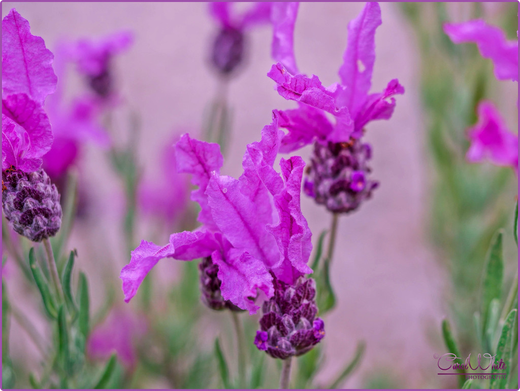 Lovely Lavender by carolmw