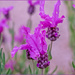 Lovely Lavender by carolmw