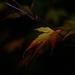 Lonely leaf by kiwinanna