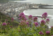 11th Jun 2017 - Aberystwyth through the flowers