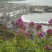 Aberystwyth through the flowers by shepherdmanswife