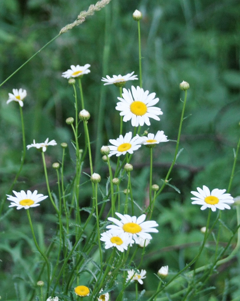 Wild daisies by susanharvey