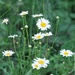 Wild daisies by susanharvey