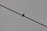 7th Jun 2017 - Hummingbird on a Wire
