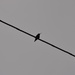 Hummingbird on a Wire by frantackaberry