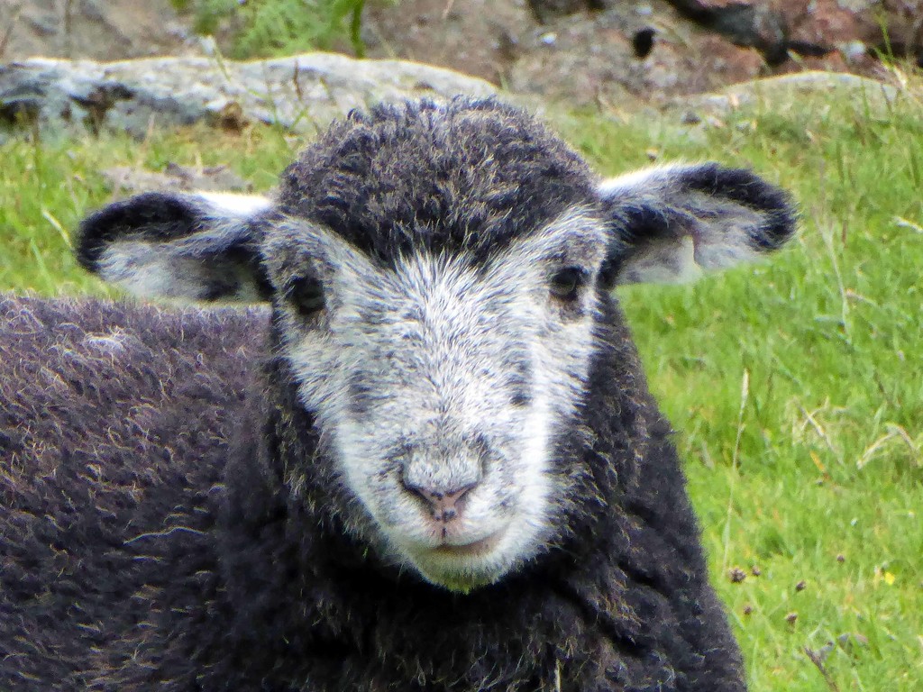 Lake District Hill Sheep by cmp