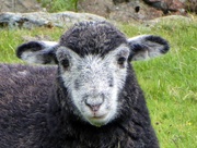 6th Jun 2017 - Lake District Hill Sheep