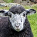 Lake District Hill Sheep by cmp