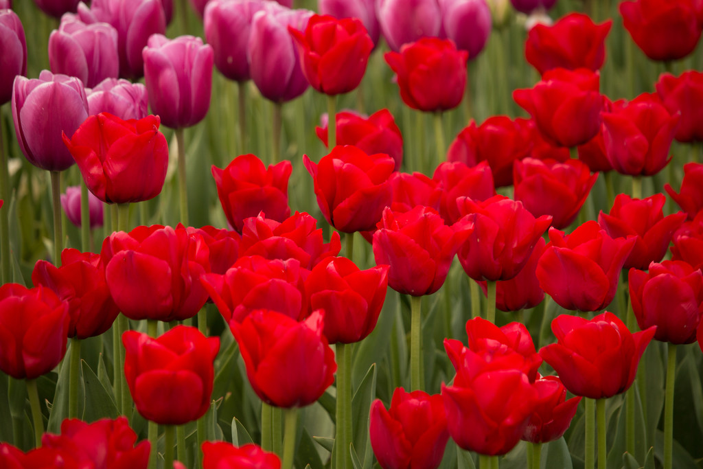 Tulips Surreal by nanderson